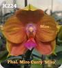 Phal. Miro Curry Miro